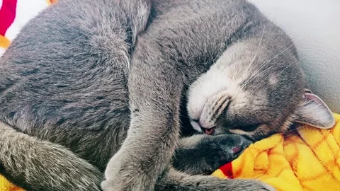 A cute gray british cat sleeps Stock Footage 290093033