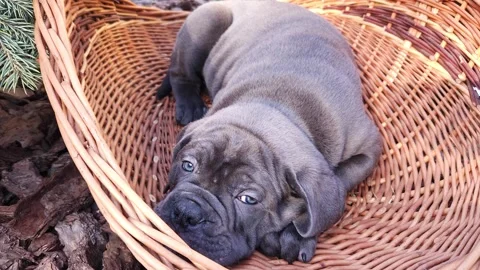 Cute gray Cane Corso puppy napping in a large wicker basket in the garden Stock Footage 276828776