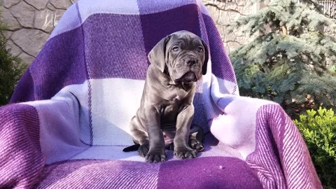 Cute gray Cane Corso puppy on a checkered purple blanket Stock Footage 276828779