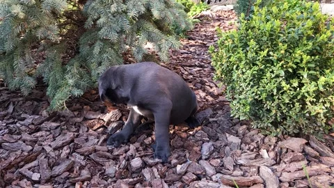 A cute gray Cane Corso puppy tries to sniff the spruce needles Stock Footage 276828810