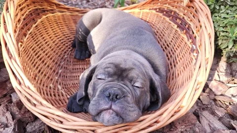 Cute gray Cane Corso puppy napping in a large wicker basket in the garden Stock Footage 276828839