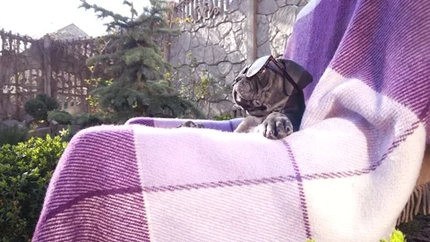 Cute gray Cane Corso puppy in sunglasses 스톡 동영상 276828873