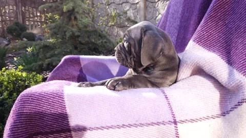 Cute gray Cane Corso puppy on a checkered purple blanket Stock Footage 276828882