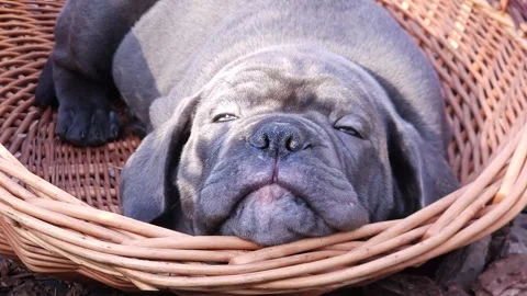 Cute gray Cane Corso puppy napping in a large wicker basket in the garden Stock Footage 276828890