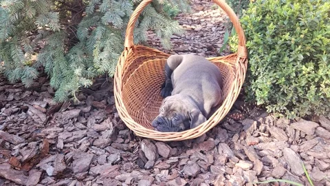 Cute gray Cane Corso puppy napping in a large wicker basket in the garden Stock Footage 276828911