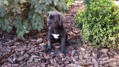 Cute gray Cane Corso puppy sits between a blue spruce Stock Footage 276828917