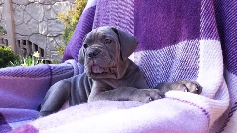 Cute gray Cane Corso puppy on a checkered purple blanket Stock Footage 276828922