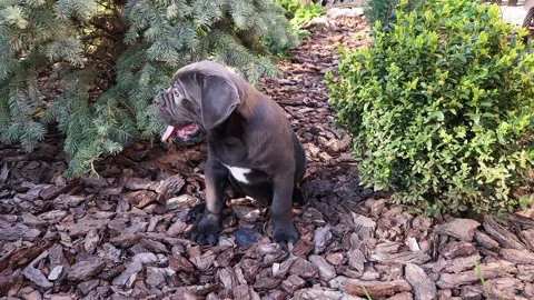 Cute gray Cane Corso puppy sits between a blue spruce Stock Footage 276828931
