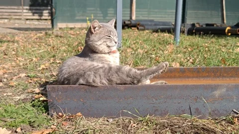 A cute gray cat is basking in the sun. Stock-Footage 318291527