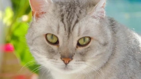Cute gray cat. Beautiful gray cat. Gray cat in the sun. British cat. Stock Footage 232633516