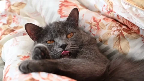 Cute gray cat with bright orange eyes lying comfortably on a floral blanket.. Stock Footage 339214872