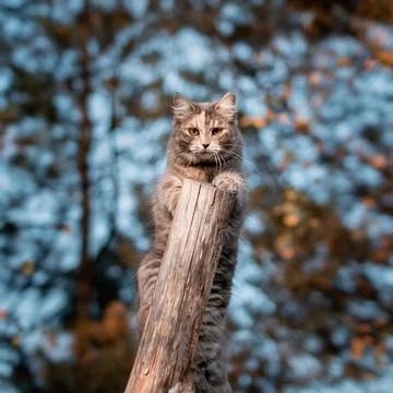 Cute gray cat climbed on a log on a walk and looks directly at the camera Stock Photos