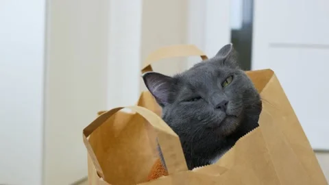 A cute gray cat close-up looks into the frame while sitting in a paper bag from Stock Footage 171847826