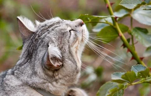 Cute gray cat with a contented view in the park near the rose bush Stock Photos