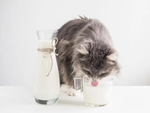 Cute, gray cat drinking fresh milk Stock Photos