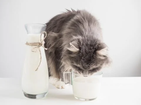 Cute, gray cat drinking fresh milk Stock Photos