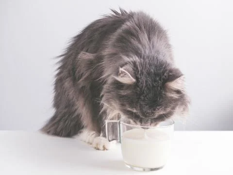 Cute, gray cat drinking fresh milk Stock Photos
