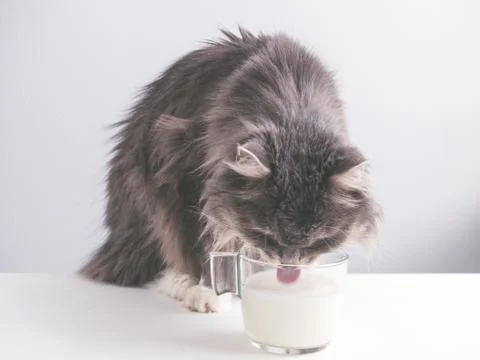 Cute, gray cat drinking fresh milk Stock Photos