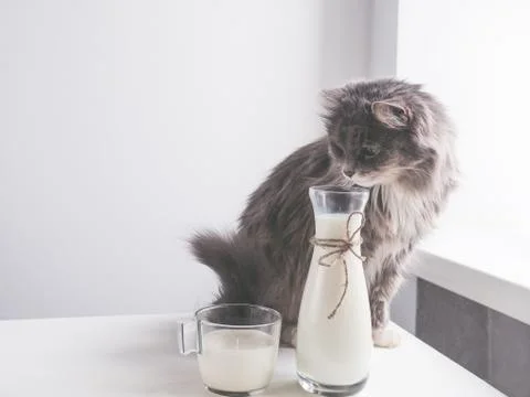 Cute, gray cat drinking fresh milk Stock Photos