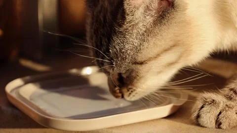 Cute gray cat drinking milk on a sunny day Stock Footage 304963053