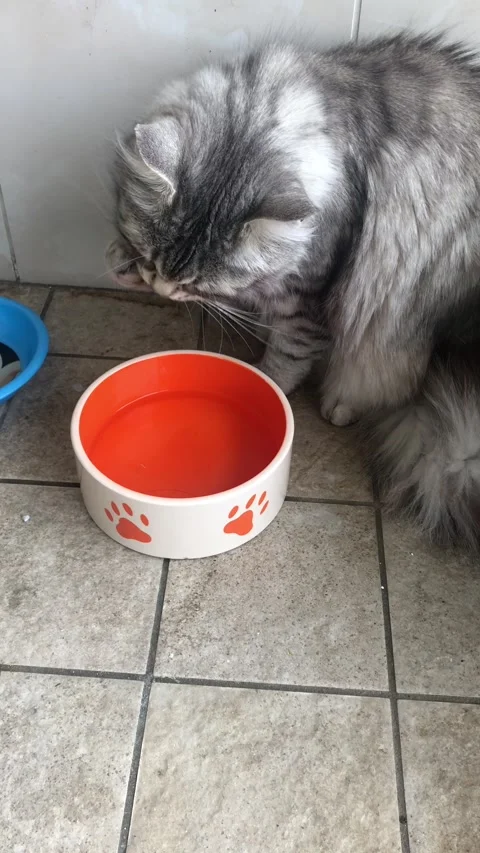 Cute gray cat drinks water licking its paw Stock Footage 130677164