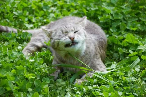 Cute gray cat eats, gnaws grass in green clover close-up Stock Photos