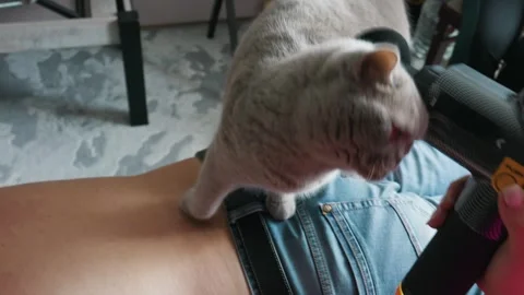 Cute Gray Cat Enjoying Percussion Massage Gun on Owner Back at Home Stock Footage 335231047