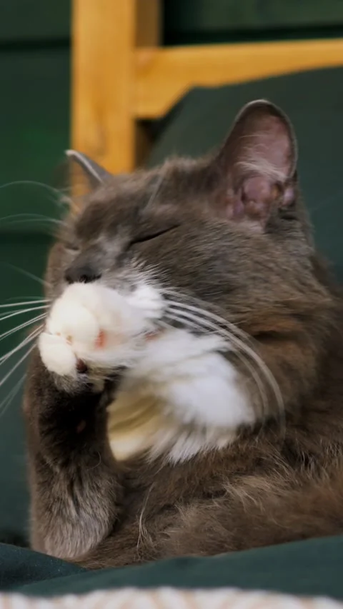 Cute gray cat hiding face with paw tight. Adorable playful cat showing shy Stock-Footage 344735168