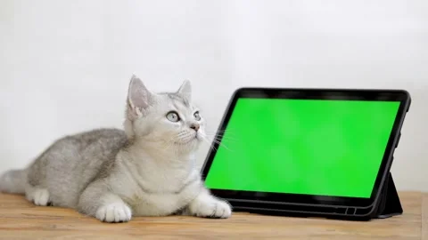 Cute gray cat lies next to green screen tablet Stock-Footage 245855503
