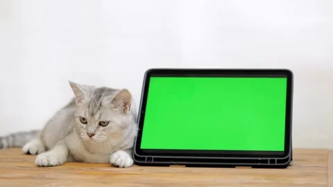 Cute gray cat lies next to green screen tablet Stock-Footage 246741849