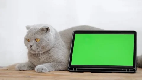 Cute gray cat lies next to green screen tablet Stock Footage 246741891