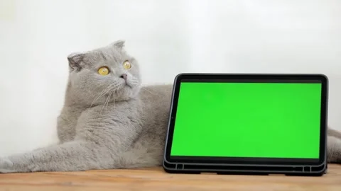 Cute gray cat lies next to green screen tablet Stock Footage 246897086