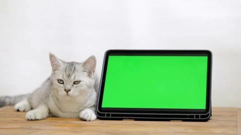 Cute gray cat lies next to green screen tablet Stock Footage 248140757