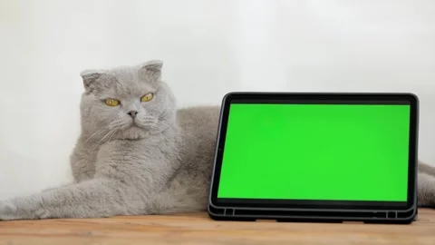 Cute gray cat lies next to green screen tablet Video stock 248140923