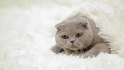 Cute gray cat on a light background Stock Footage 251718909