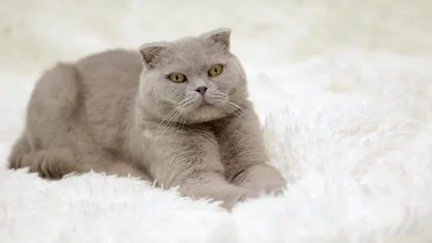 Cute gray cat on a light background Stock Footage 255425150