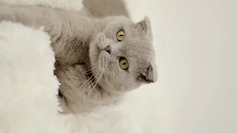 Cute gray cat on a light background Vídeos de archivo 255425179