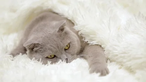 Cute gray cat on a light background Video stock 255425315