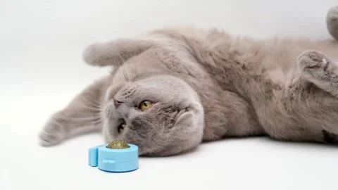 Cute gray cat on a light background Stock Footage 255924491