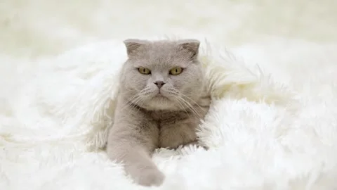Cute gray cat on a light background 動画素材 255924580
