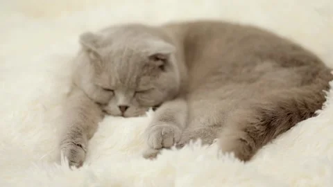 Cute gray cat on a light background Stock Footage 255925140