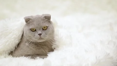 Cute gray cat on a light background Видео 257665387