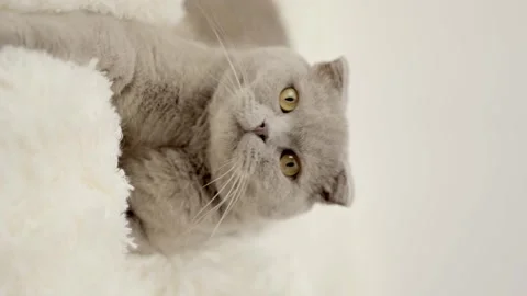 Cute gray cat on a light background Stock Footage 257665471