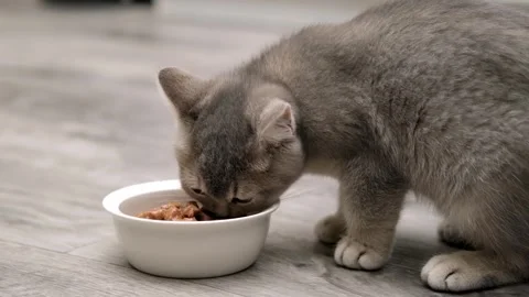 Cute gray cat on a light background Stock Footage 266680599