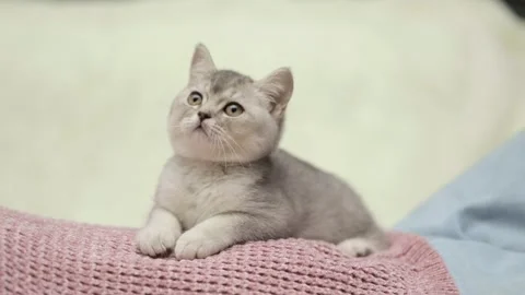 Cute gray cat on a light background Stock-Footage 266682291