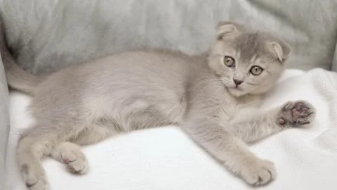 Cute gray cat on a light background Vídeo Stock 266683283