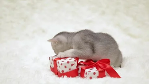 Cute gray cat on a light background Stock Footage 268408880