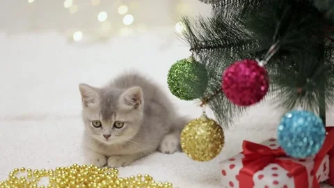 Cute gray cat on a light background Stock-Footage 268408992