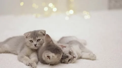 Cute gray cat on a light background Stock Footage 268409095