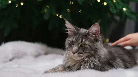 Cute gray cat on a light background Stock-Footage 268410539